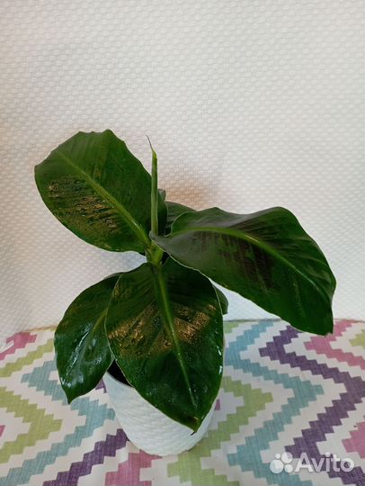 Банан киевский карлик