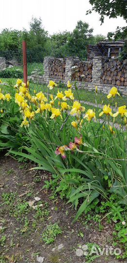 Садовые многолетники