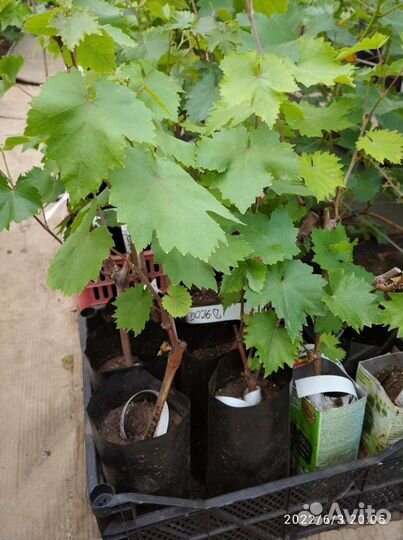 Саженцы районированного винограда