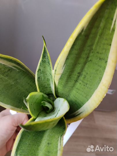 Сансевиерии сортовые