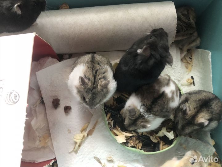 Хомяк Кэмпбелла