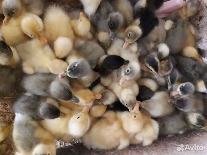 Цыплята