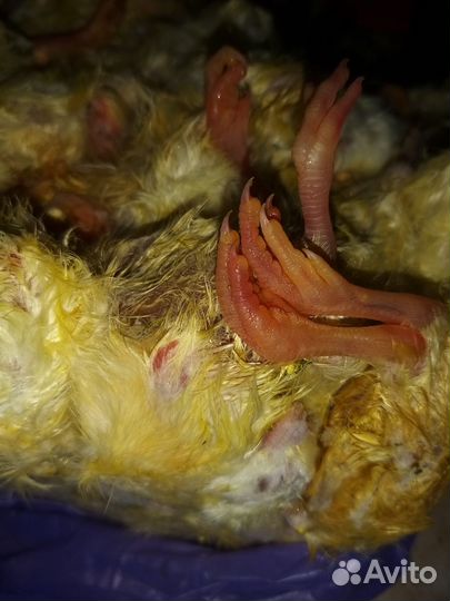 Суточные цыплята на корм замороженные