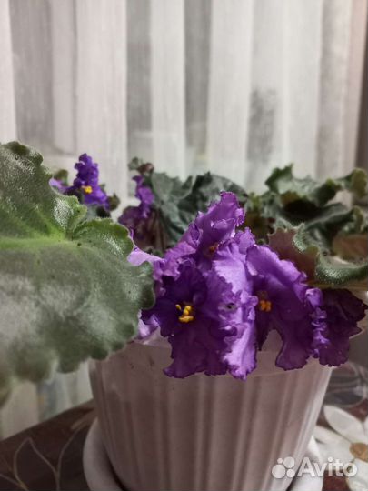 Фиалка в горшках