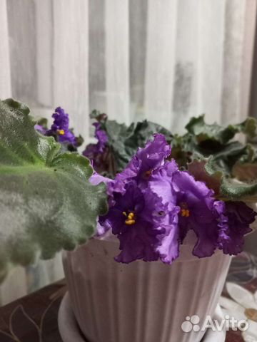 Фиалка в горшках