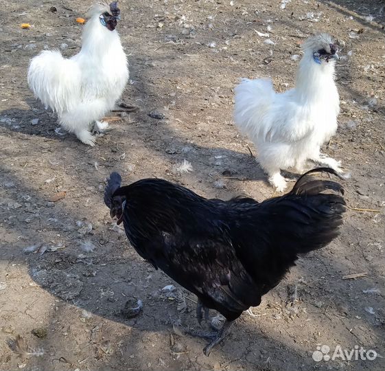 Шёлковый петушок