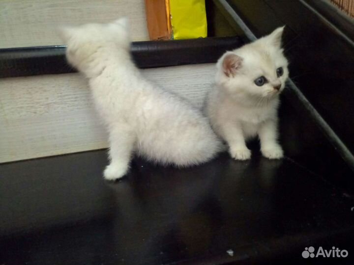 Британские котята серебристая шиншилла