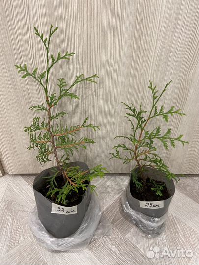 Туя брабант