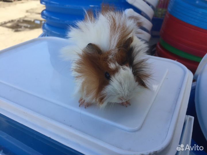 Продаются шикарные перуанские и ангорские морские