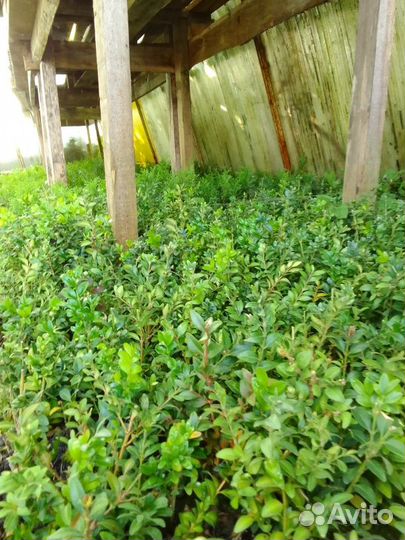 Саженцы самшита