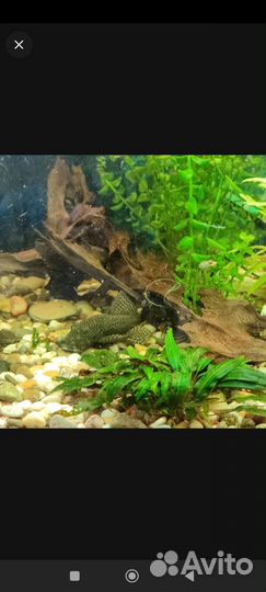 Сомы крупные