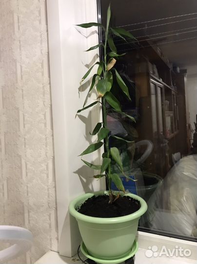 Цветок домашний бамбук