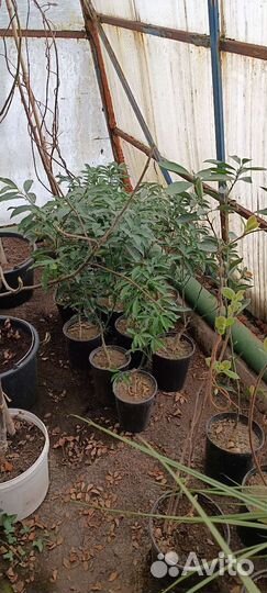 Саженцы цитрусовых