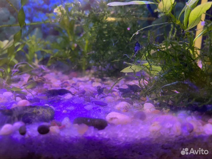 Креветки синий бархат