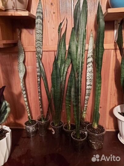 Сансевиерия