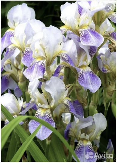 Ирисы карликовый и ирис бородатый