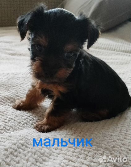 Йоркширский терьер щенки