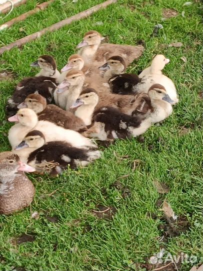 Утка с утятами