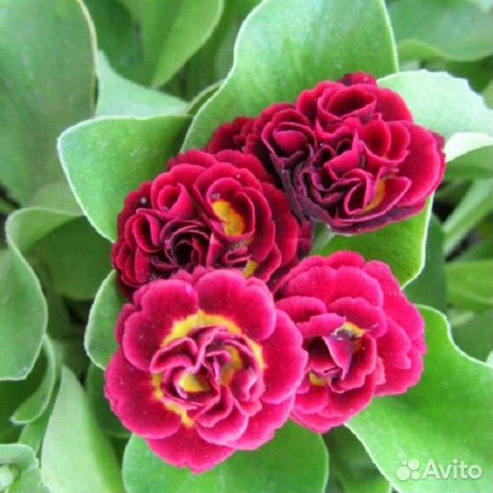 Примула ушковая аурикула