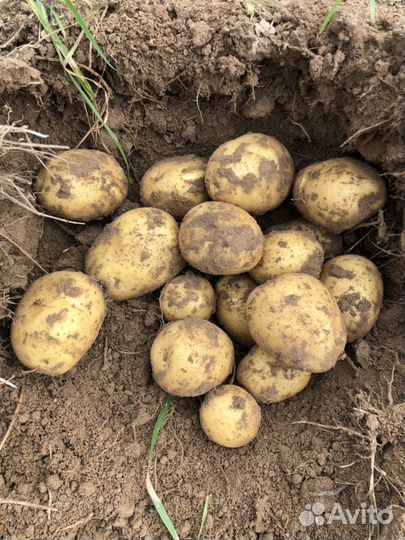 Картофель мелкий