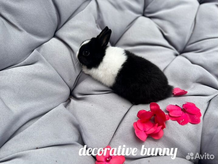Декоративные кролики Минор