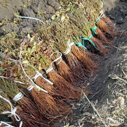 Подвой для роз,шиповник не колючий от 1тыс штук