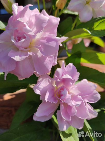 Калистегия махровая