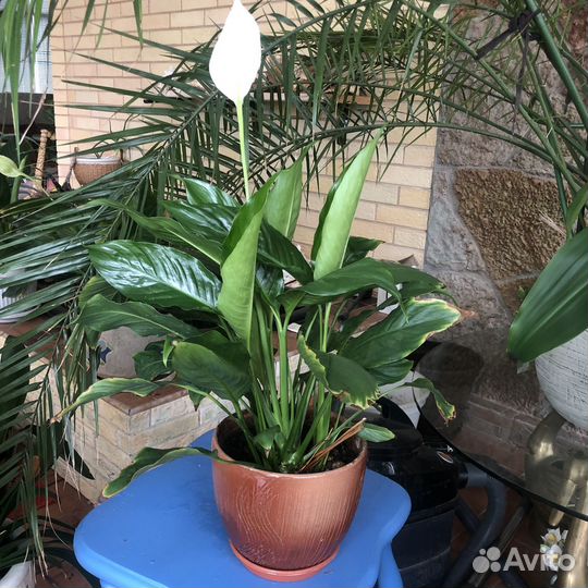 Цветы домашние в горшках