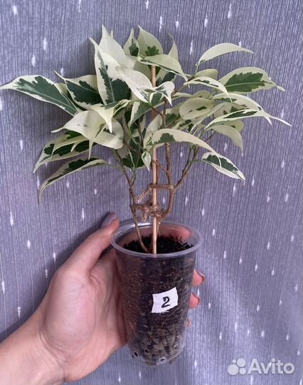 Фикусы сортовые