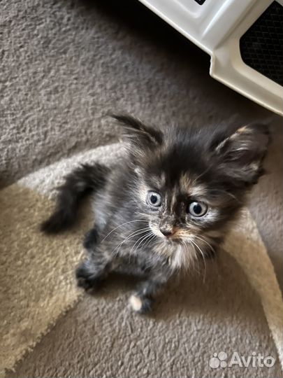 Милые котята в добрые руки