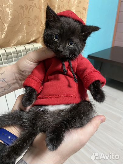 Котик бесплатно в добрые руки