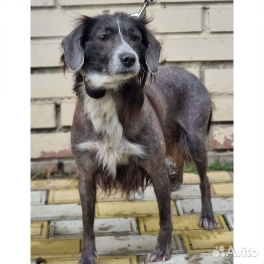 Собака в добрые руки