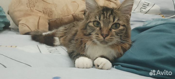 Кошка Мила
