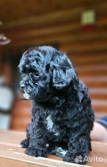 Мальтипу девочка