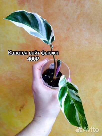 Марантовые