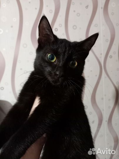 Кошка
