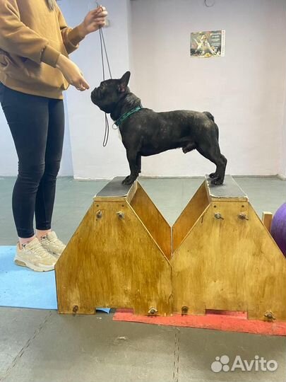 Французский бульдог вязка кобель