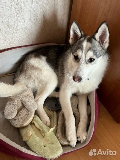 Дружок Коди