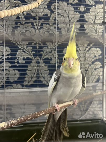 Корелла с клеткой