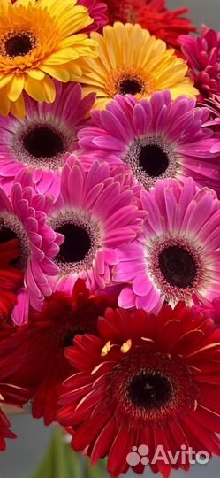 Красивый свежий букет красных роз 25 шт Тольятти