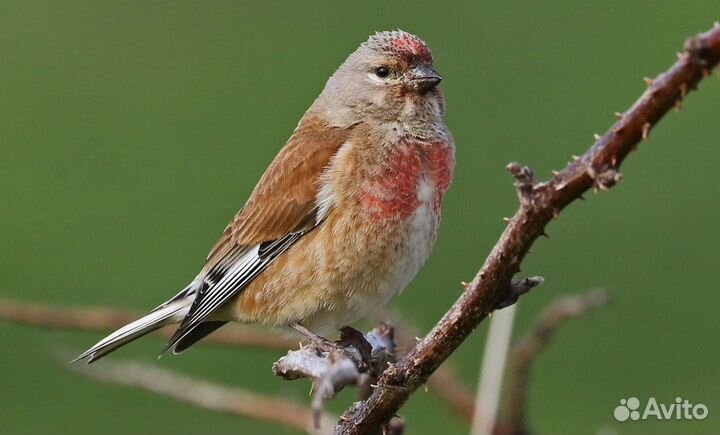 Продам 2 певчих птиц