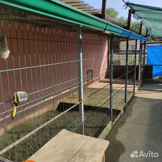Передержка собак