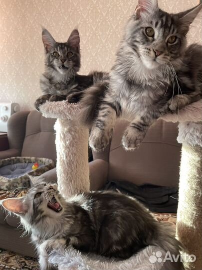 Кошка мейкун