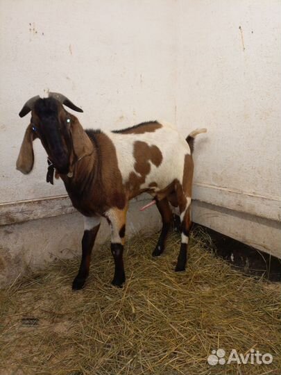 Продам козла и 4 дойных коз