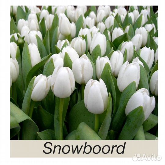 Луковицы тюльпанов после выгонки
