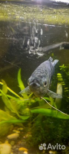 Гурами мраморный