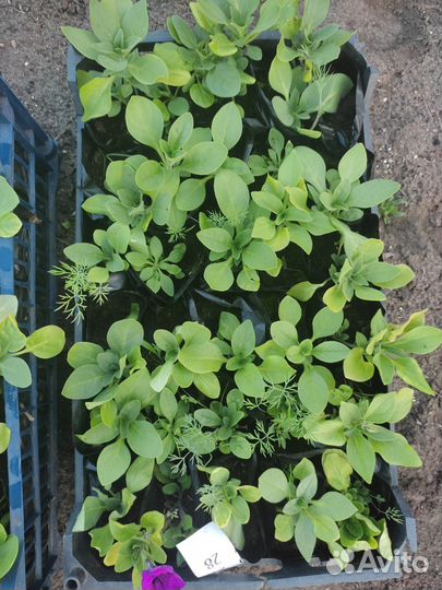 Рассада петуньи