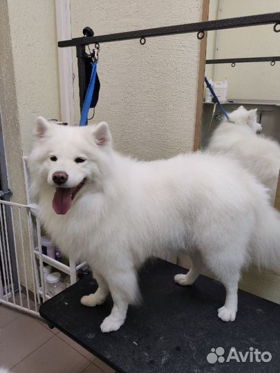 Груминг собак