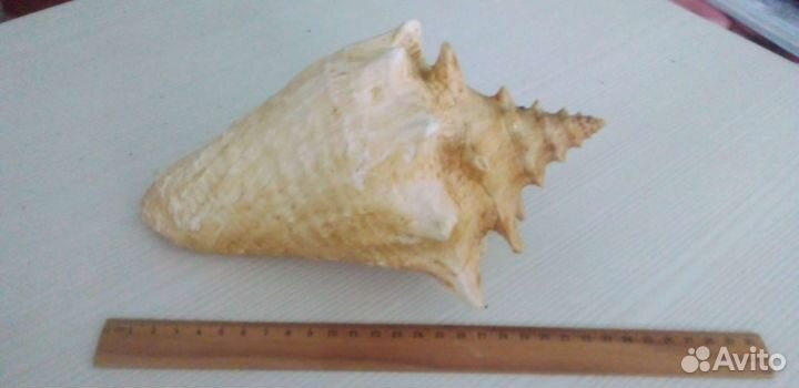 Морская раковина