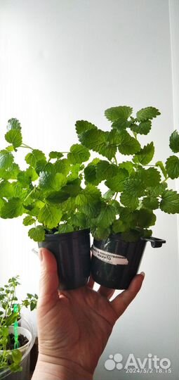 Мята, Мелиса